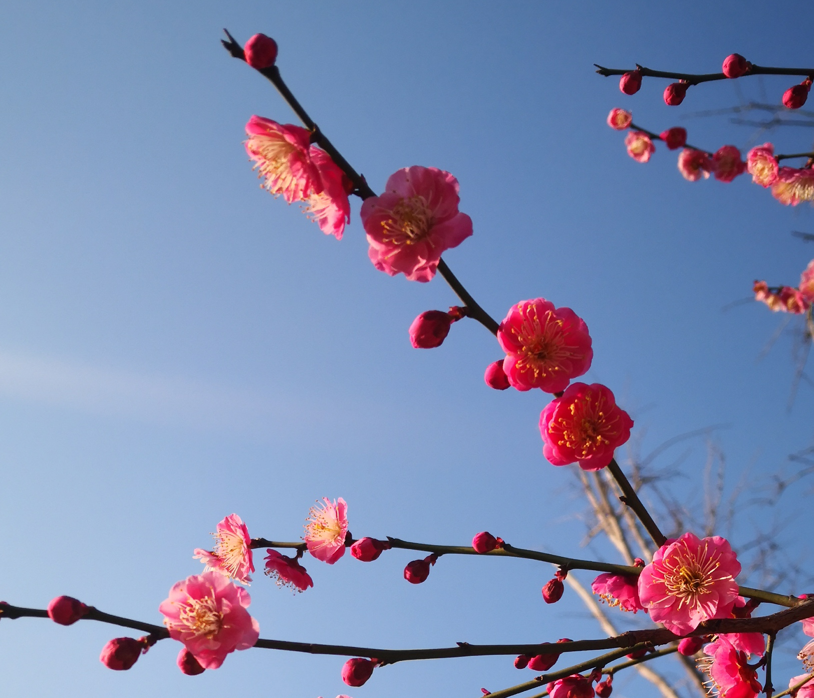 戰(zhàn)疫情守護(hù)家園，富爾頓“疫”在行動(dòng)